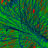 <span class=heading><b>Mysteries of perception</b> by Brian Saltin</span><br />You are looking at an image of a midge’s antenna in false colour<strong>. </strong>The size of this tiny sample is less than 2mm, however scanning electron microscopy allows us to study its anatomy in detail. But why care about how a midge hears, beyond marvelling at the mysteries of perception? Understanding the biological principles of hearing in insects can lead to bio-inspired technological developments like miniaturisation of hearing aids.<br /><span class=small>Image: © 2018 Brian Saltin</span>