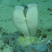 <span class=heading><b>Protecting our deep-sea potential</b> by Elisa Morgera</span><br />Deep-sea sponges, many of which are new to science, are home to weird and wonderful bacteria that could be the solution to one of the greatest threats to human health - antimicrobial resistance, when antibiotics no longer work. The One Ocean Hub, led by University of Strathclyde, brings together deep-sea marine researchers, law and social science experts to ensure deep-sea sponges are recognized for their essential contributions to human wellbeing and are better protected.<br /><span class=small>Image: © 2021 Kerry Howell</span>.  <span class=small>Collaborators: Mat Upton, Kerry Howell, Rosie Dorrington, Jazz Conway</span>