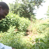 <span class=heading><b>More than just a garden</b> by Tracy Morse</span><br />At Mfera Secondary School (Malawi), research in sustainable living practices has developed a flourishing garden from the dust. Employing water resource management and crop diversification principles, the garden has over 30 food and medicinal plants. It feeds the students, improving their nutrition, but also teaches them entrepreneurship, providing surplus that can be sold. These life-transforming practices are being adopted further afield, creating a lasting impact on Malawi’s poorest communities.<br /><span class=small>Image: © 2017 Tracy Morse</span>.  <span class=small>Collaborators: Dr Tara Beattie </span>