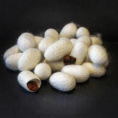 <span class=heading><b>Bombyx mori Silk Cocoons</b> by Osama Ibrahim</span><br />Stem cells can be used to treat patients that have suffered brain damage
caused by a stroke. This image shows silk worm cocoons that could help to
make treatments safer and more effective. By using silk in structural gels, we
can test whether stem cells can survive and have the right function to work in
the brain.<br /><span class=small>Image: © 2016 Osama Ibrahim</span>