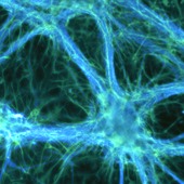 <div><div style="float:left;padding-left:5px;width:70%"><span class=heading><b>Healthy Communication</b> by Graham Robertson (Biomedical Engineering)</span><br />These brain cells are a mixture of neurons (in blue) and astrocytes (in green) which are the most common cells found in the brain. There is much still unknown about how these cells signal each other, especially during diseases such as Alzheimer’s disease. Here we grow these cells in isolated networks to learn more about how they communicate and to discover what changes during disease conditions. <br /><span class=small>Image: © 2014 Graham Robertson</span>.  <span class=small>Collaborators: Dr Michele Zagnoni (Supervisor), Dr Trevor Bushell (Supervisor)</span></div><div style="float:right;padding-right:5px;"><iframe width="100%" height="166" scrolling="no" frameborder="no" src="https://w.soundcloud.com/player/?url=https%3A//api.soundcloud.com/tracks/146887774&color=ff5500&auto_play=false&hide_related=false&show_artwork=true"></iframe></div></div>