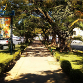 <span class=heading><b>Urban Qualities in African Cities</b> by Laura MacLean</span><br />This is a main route through Lusaka city centre. It illustrates that the physical qualities of an environment can affect how that space feels. Here the greenery masks the busy city life, creating a peaceful path. 
This research aims to investigate how the physical attributes of a city affect the quality of life for residents. This knowledge can be used by planners to determine areas for improvement in their cities.<br /><span class=small>Image: © 2018 Laura MacLean</span>