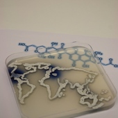 <span class=heading><b>Improving Bacteria for Antibiotic Production</b> by Jana Hiltner (SIPBS)</span><br />In the picture you can see a world map made of growing Streptomyces highlighting in blue the countries which are collaborating, through our engineered strains making the blue antibiotic actinorhodin. We are scientists from Strathclyde, Mexico and Slovenia studying Streptomyces – a bacterium that is used industrially to produce antibiotics. Our research aims at understanding how the metabolism of these bacteria works in order to improve antibiotic production and benefit the health sector.<br /><span class=small>Image: © 2014 Jana Hiltner</span>.  <span class=small>Collaborators: Paul Hoskisson (Idea Development)</span>