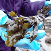 <span class=heading><b>Marine Medicines</b> by Lynsey MacIntyre (Strathclyde Institute of Pharmacy and Biomedical Sciences)</span><br />Scientists from the University of Strathclyde and Scottish SME, Marine Biopolymers Ltd, collecting seaweed on the Ayrshire coast. Scientists from the SeaBioTech project are going ’under the sea’, exploiting marine microbes found within seaweeds and marine sponges from the Scottish coastline in search of new medicines such as anti-cancer drugs and antibiotics. They are looking for ways sustainably to  manufacture these medicines on an industrial scale to make them more affordable.
 <br /><span class=small>Image: © 2014 Lynsey MacIntyre</span>.  <span class=small>Collaborators: Kirsty Black, Bela Maguie Sanches</span>