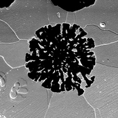 <span class=bigheading><b>Discovering the disease lurking within</b> by Obey Suleyman </span><br />Discovered during analysis of a cast iron wind turbine component, this microscopic graphite particle not only looks like a virus but can act like one too. Just as viruses break down cells, irregularities in materials can cause premature failure and reduce component service life. Through better understanding of material behaviour, we aim to create more robust processes for recirculation, remanufacture or re-use of components, therefore making wind energy fully sustainable.<br /><span class=small>Image: © 2023 Obey Suleyman</span>.  <span class=small>Collaborators: Maider Olasolo, Tiziana Marrocco, Fiona Sillars</span>