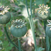 <span class=bigheading><b>Sustaining the growth of pharmaceuticals</b> by Veronique Seidel </span><br />The opium poppy (pictured) is one of the most well-known medicinal plants on the planet, used to produce substances such as morphine and codeine. We are exploring the potential of a variety of plants for their potential to produce sustainable new medicines, to tackle global health issues such as Covid-19 and other infectious diseases, diabetes, cancer, depression, anxiety, and Alzheimer’s disease.<br /><span class=small>Image: © 2023 Veronique Seidel</span>