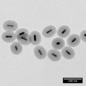 <span class=heading><b>Tiny world in nanoscale</b> by Peng Gu</span><br />This image shows nanostructures each made up of a gold nanorod
surrounded by a mesoporous/microporous silica shell. This can
trap drugs and carry them to specific areas of the body, thereby
delivering targeted personal medicine with fewer potential side
effects. This technology might also be used in other areas of
research such as bio-imaging and nano-sensing.<br /><span class=small>Image: © 2016 Peng Gu</span>.  <span class=small>Collaborators: Prof Catherine J. Murphy, University of Illinois at Urbana Champaign</span>