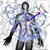 <span class=heading><b>Cardiac Biomarker Detection </b> by Lynn Denanny</span><br /><p class=int>When the heart muscle is under stress or strain, it produces specific biomarkers. My research focuses on the detection of these biomarkers (cardiac Troponin I (TNI) and CRP) which may aid the diagnosis of myocardial infarction within the emergency room. The detection of these biomarkers within whole blood allows for rapid testing and new technique systems are needed to perform this analysis. Most approaches are time consuming due to the necessity for isolation and extraction of the specific biomarker dramatically limiting the development of point-of-care devices. The novel materials I am developing produce light signals upon interaction with the biomarkers within a controlled system but without the need for extraction. Therefore, we hope to develop an electrochemical system which can overcome these problems and aim to create novel materials and sensors capable of this.</p><span class=small>Image: © 2012 Lynn Denanny</span>