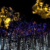<span class=heading><b>A natural grasp on artifical materials</b> by Rein Ulijn (Pure and Applied Chemistry)</span><br /><p class=int>Enzymes are nature’s controlling agents that direct important mechanisms in the daily operations of the human body and the curing of injuries and diseases. Modern medicine relies on artificial materials such as implants and drug delivery particles to aid the body in its healing processes. The interaction between the body’s natural components and the artificial materials used in medicine is poorly controlled and mostly focused on preventing rejection of the material by the body by suppressing inflammation and promoting cell growth on the material. We have designed materials that not just coexist with living tissue, they respond to it using natures own language: enzymes. The enzymes are able to change the surface of our material. We have thus created a material that actively interacts with living tissue and can dynamically adapt to the natural environment. This artificial material is able to become an integrated part of natural systems.</p><span class=small>Image: © 2012 Rein Ulijn</span>.  <span class=small>Mischa Zelzer</span>