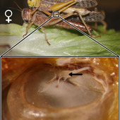 <span class=heading><b>Hearing the World</b> by Shira Gordon (Electrical and Electronic Engineering)</span><br /><p class=int>Animals hear to communicate and avoid predators.  This image shows the location of the locust ear on a female, in a pair of mating locusts.  The inside of the ear is displayed below.  The black arrow indicates where the neurons attach to the tympanal membrane.  <br /><br />Insect ears have evolved at least seven independent times.  I study insect ears, focusing on the locust, including how the ear physically moves (i.e., sound hits the membrane creating a travelling wave), behavioural differences between groups of animals (e.g., sex, solitary vs gregarious phases, age), and neurophysiological responses.  My work impacts not only biologists leading to many different types of insights (e.g., evolutionary, behavioural, physiological) but, helps engineers create sensory devices.  If insects can hear with ears that are less than a few mm in size, we should be able to mimic them in sensors.  The smallest directional microphone is based on an insect ear.</p><span class=small>Image: © 2012 Shira Gordon</span>