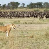 <span class=heading><b>For pastures green</b> by Ann Ndiuni (Human Resource Management)</span><br />Welcoming only the brightest and best in the  pursuit of a better lifestyle pushes people to migrate. The challenges of finding oneself socially isolated due to hostility towards migrants by host communities and the difficulty to establish new networks cannot be ignored. The study seeks to investigate the socio-cultural experiences of Kenyan migrant workers in the UK from which recommendations will be brought forth to the relevant policy makers. A settling in guide will be designed for migrants for access at the different stages of their migration journey; pre-departure, on arrival and during settling in, thus easing the integration process. <br /><span class=small>Image: © 2013 Ann Ndiuni</span>