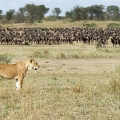 <span class=heading><b>For pastures green</b> by Ann Ndiuni (Human Resource Management)</span><br />Welcoming only the brightest and best in the  pursuit of a better lifestyle pushes people to migrate. The challenges of finding oneself socially isolated due to hostility towards migrants by host communities and the difficulty to establish new networks cannot be ignored. The study seeks to investigate the socio-cultural experiences of Kenyan migrant workers in the UK from which recommendations will be brought forth to the relevant policy makers. A settling in guide will be designed for migrants for access at the different stages of their migration journey; pre-departure, on arrival and during settling in, thus easing the integration process. <br /><span class=small>Image: © 2013 Ann Ndiuni</span>