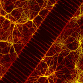 <span class=heading><b>Unhealthy Communication</b> by Graham Robertson (Biomedical Engineering)</span><br />Neurological disorders can severely affect the sufferer’s quality of life and costs the global economy many billions of pounds every year. However, very little is known & regarding the fundamental causes of many of these disorders. We have designed novel microfluidic devices in which we grow neurons in order to better understand how neuronal function changes under disease conditions. The central microchannels allow synaptic communication between isolated neuronal networks making the platform useful for analysing how neuronal communication is altered in certain disorders.  Additionally, this allows for the screening of drugs that could be used in novel therapeutics for neurological disorders. <br /><span class=small>Image: © 2013 Graham Robertson</span>.  <span class=small>Research by Graham Robertson from Biomedical Engineering in collaboration with Dr Trevor Bushell from the Strathclyde Institute of Pharmacy and Biomedical Sciences and Dr Michele Zagnoni from Electronic and Electrical Engineering.</span>