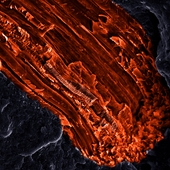 <span class=heading><b>Natural Fibre</b> by Jose Luis Rudeiros-Fernandez (Mechanical & Aerospace Engineering)</span><br />Natural fibres as flax or coir have shown potential for the substitution of some mineral fibres in composite materials. The automotive industry is highly interested in this kind of materials for their application in carbon footprint reduction strategies. The picture shown here is a colour-enhanced electron micrograph of a fracture surface of a natural fibre reinforced polypropylene composite. The picture shows how the natural fibre (in orange), that at some point runs parallel to the crack propagation direction, has been ripped apart during fracture, letting the internal cellular structure become available to the observer. <br /><span class=small>Image: © 2013 Jose Luis Rudeiros-Fernandez</span>.  <span class=small>Research by Jose Luis Rudeiros-Fernandez from Mechanical & Aerospace Engineering in collaboration with Prof. James Thomason</span>